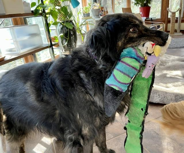 Enlarge Bear ---- Curtesy Listing for Senior in need of new home, a Adoptable mixed breed in Marietta, GA image 2/4