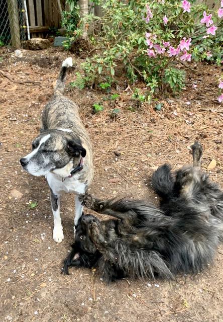 Enlarge Bear ---- Curtesy Listing for Senior in need of new home, a Adoptable mixed breed in Marietta, GA image 3/4