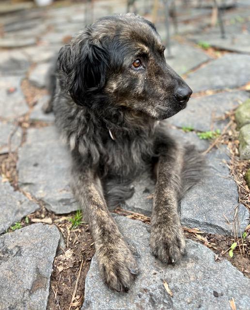 Enlarge Bear ---- Curtesy Listing for Senior in need of new home, a Adoptable mixed breed in Marietta, GA image 1/4