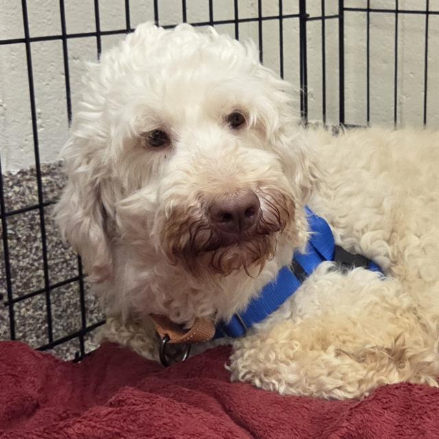 BIANCA, Adoptable, Adult Female Poodle & Mixed Breed.