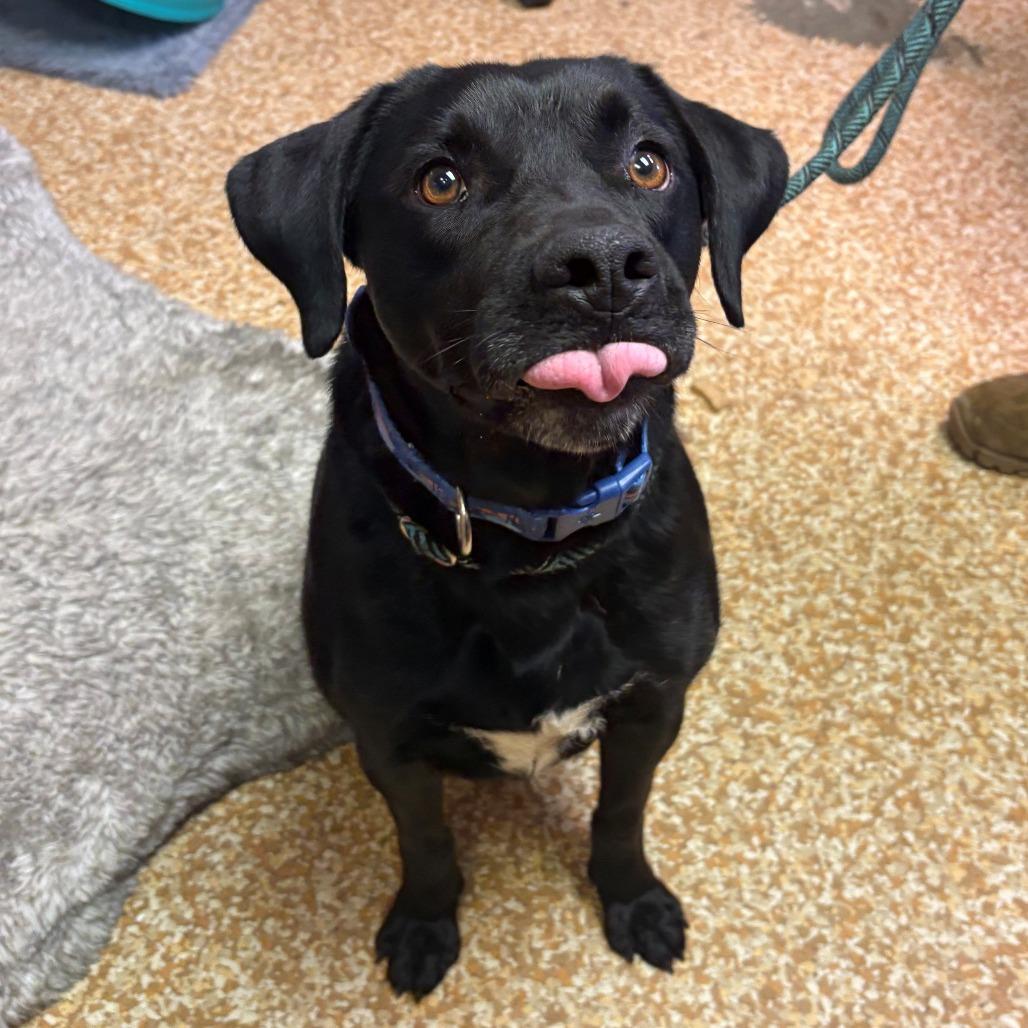 Richie, Adoptable, Adult Male Black Labrador Retriever.