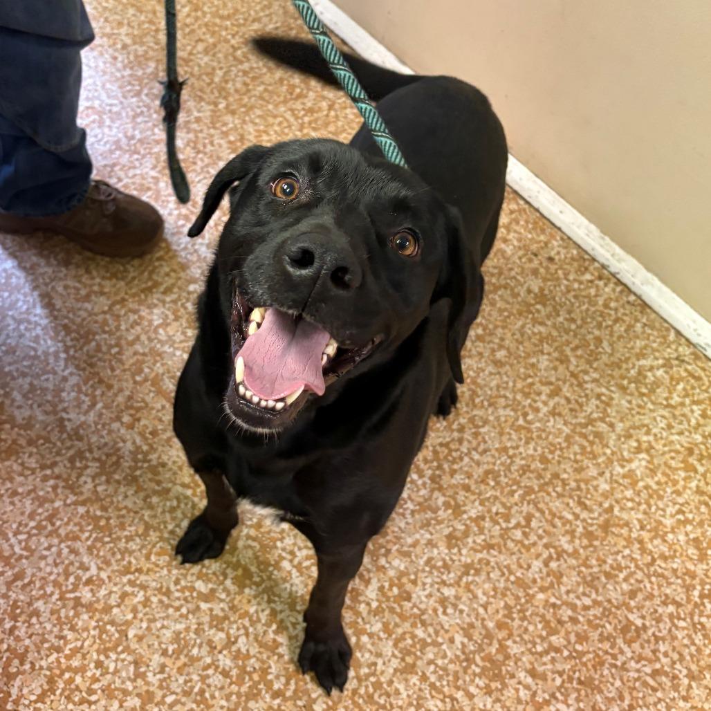 Enlarge Richie, a Adoptable Black Labrador Retriever in Chehalis, WA image 2/3