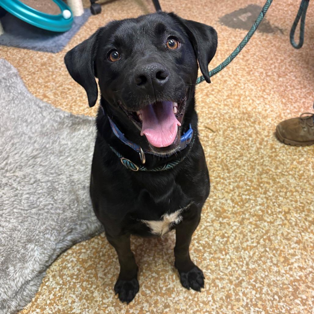 Enlarge Richie, a Adoptable Black Labrador Retriever in Chehalis, WA image 3/3