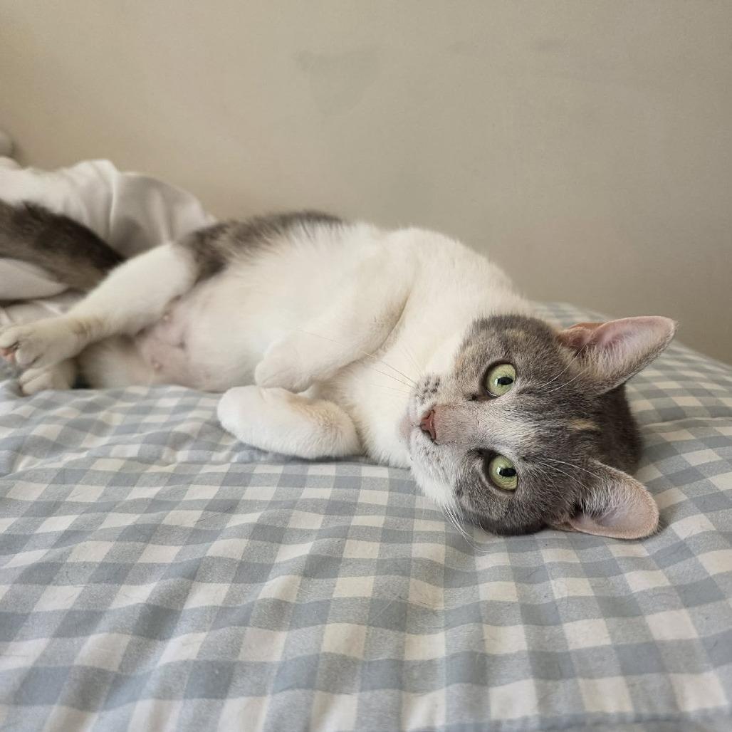 Creme Brulee, Adoptable, Adult Female Domestic Short Hair.