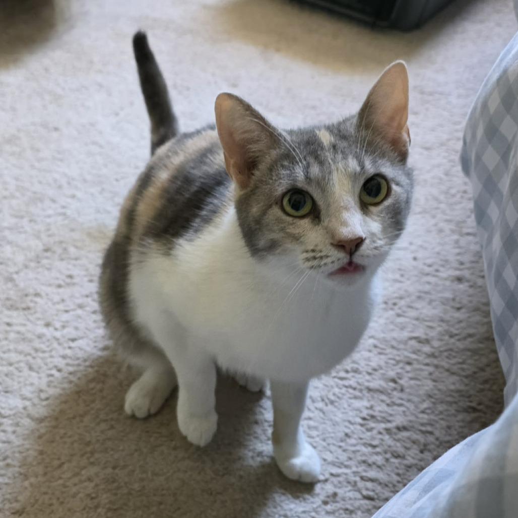 Enlarge Creme Brulee, a Adoptable Domestic Short Hair in Jarrettsville, MD image 2/6