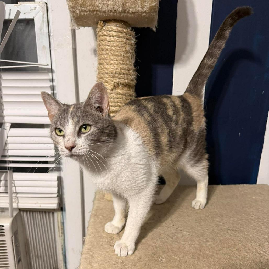 Enlarge Creme Brulee, a Adoptable Domestic Short Hair in Jarrettsville, MD image 1/6