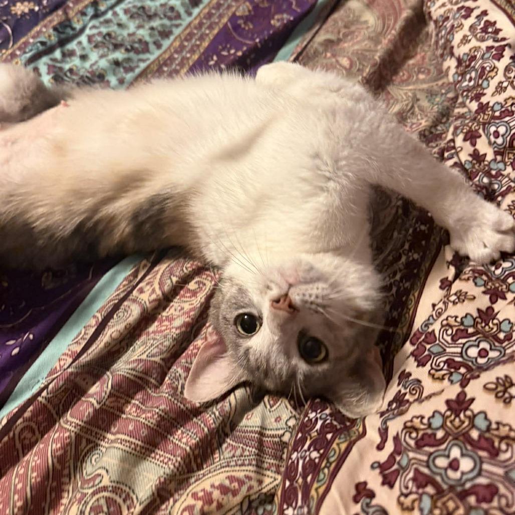 Enlarge Creme Brulee, a Adoptable Domestic Short Hair in Jarrettsville, MD image 2/6