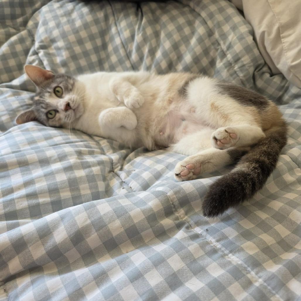 Enlarge Creme Brulee, a Adoptable Domestic Short Hair in Jarrettsville, MD image 4/6