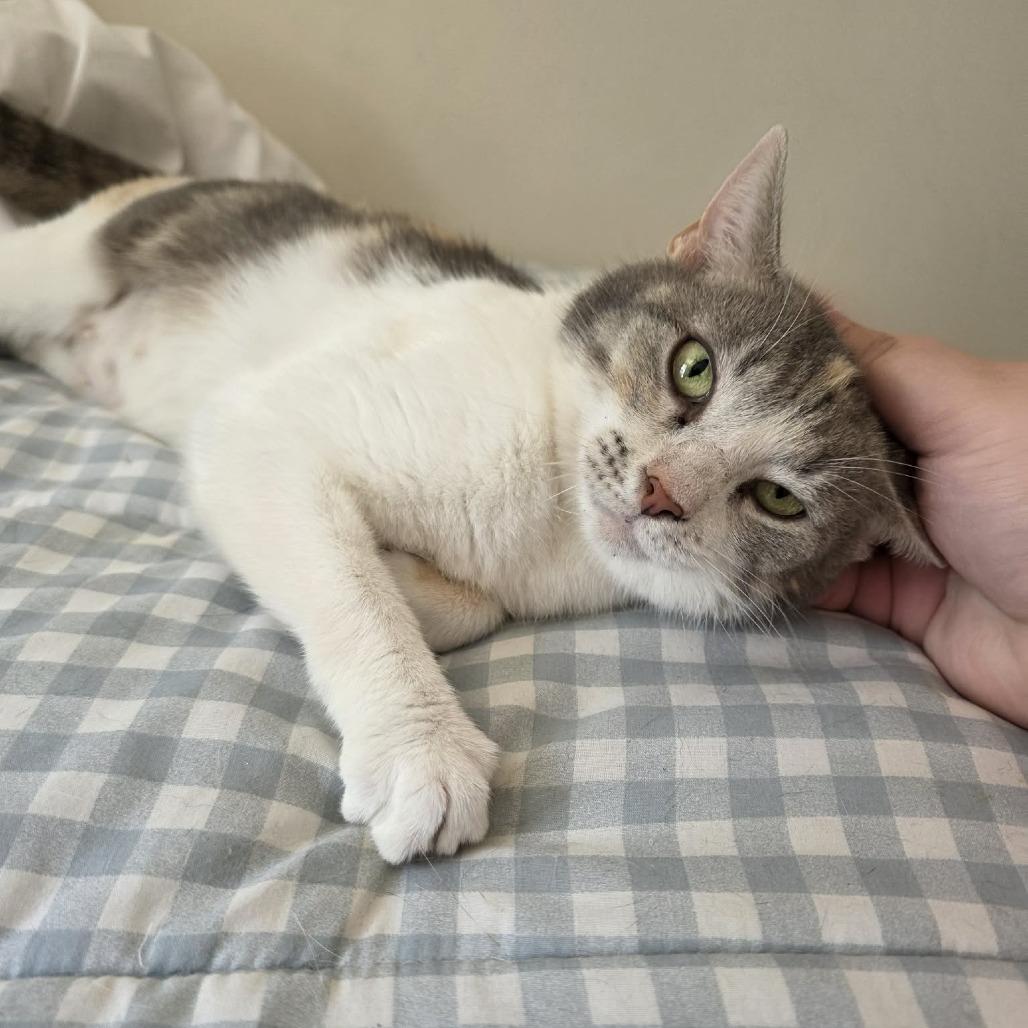 Enlarge Creme Brulee, a Adoptable Domestic Short Hair in Jarrettsville, MD image 5/6