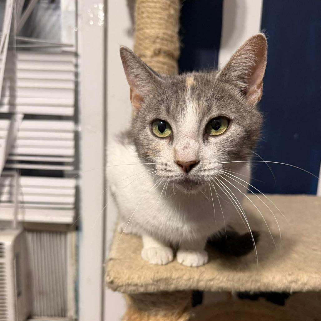 Enlarge Creme Brulee, a Adoptable Domestic Short Hair in Jarrettsville, MD image 3/6