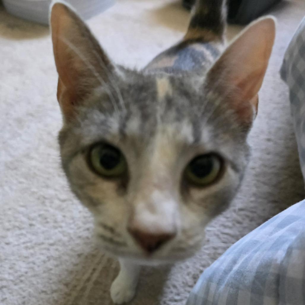 Enlarge Creme Brulee, a Adoptable Domestic Short Hair in Jarrettsville, MD image 6/6