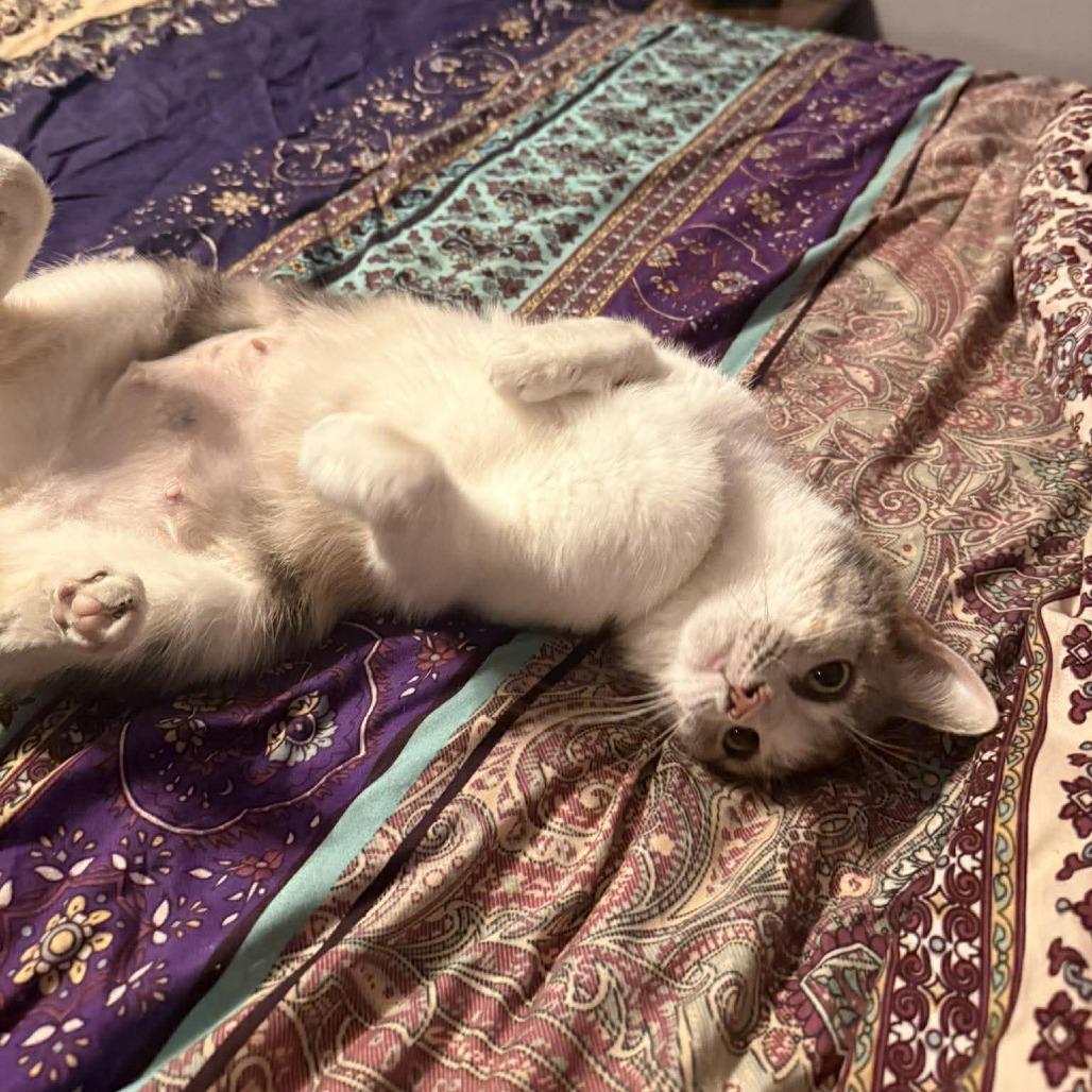 Enlarge Creme Brulee, a Adoptable Domestic Short Hair in Jarrettsville, MD image 4/6