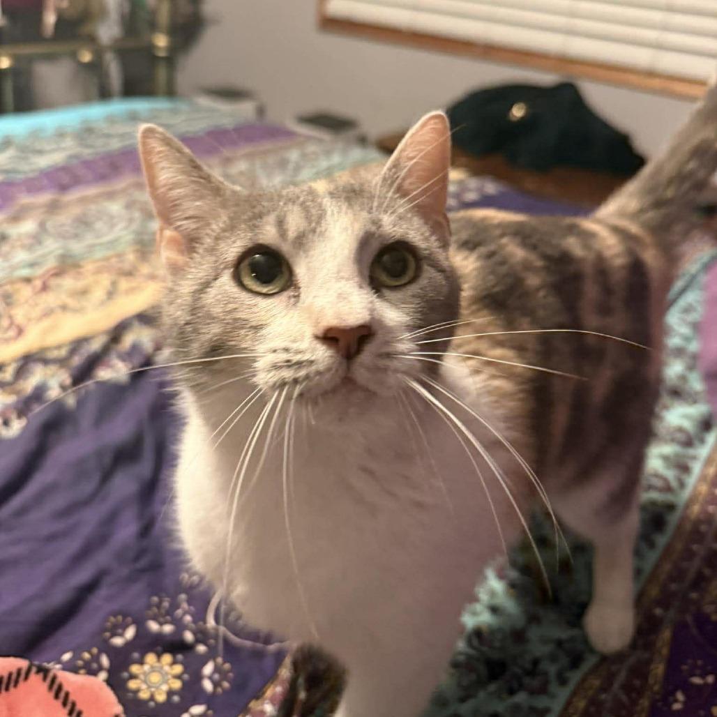 Enlarge Creme Brulee, a Adoptable Domestic Short Hair in Jarrettsville, MD image 5/6