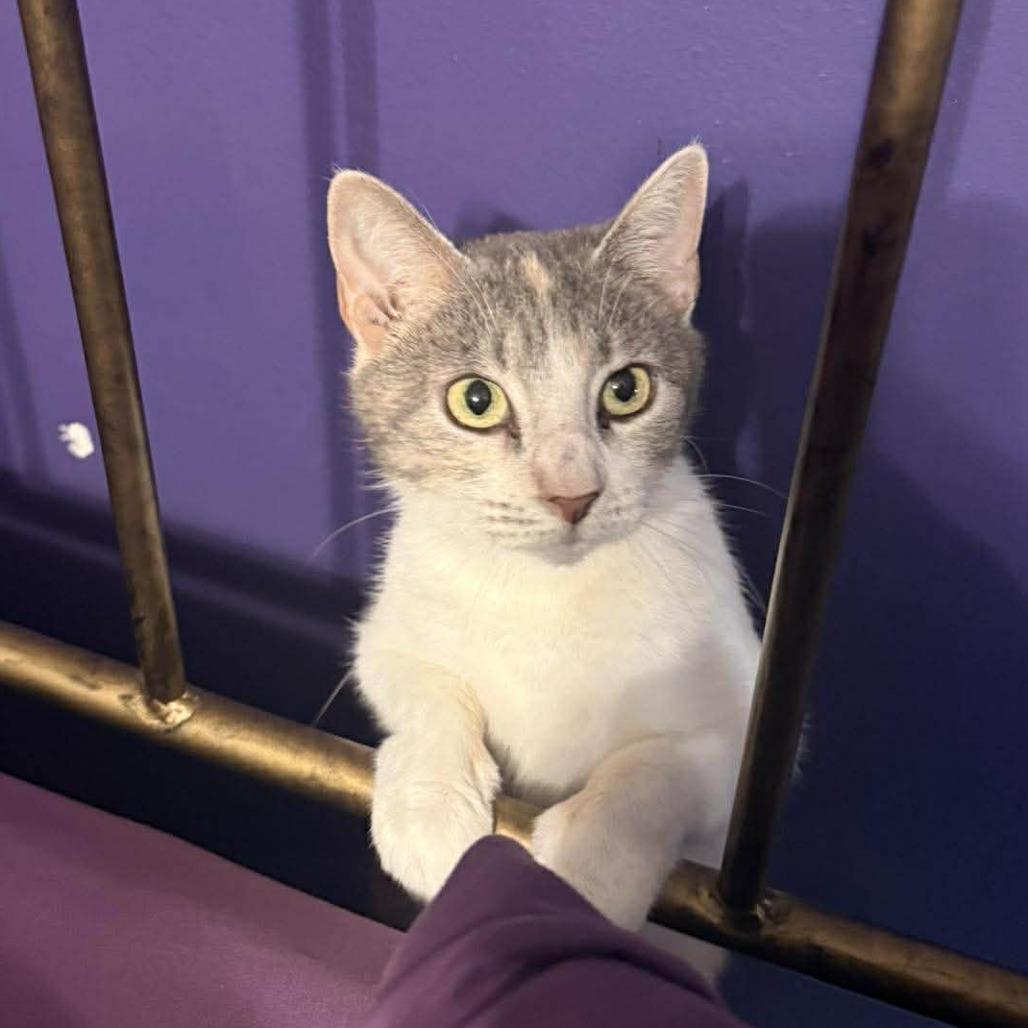 Enlarge Creme Brulee, a Adoptable Domestic Short Hair in Jarrettsville, MD image 6/6