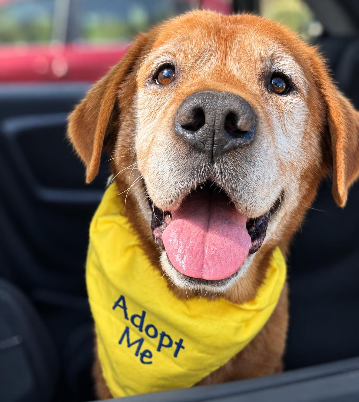 Enlarge Mr. Pooh, a Adoptable mixed breed in Oakland, CA image 1/5