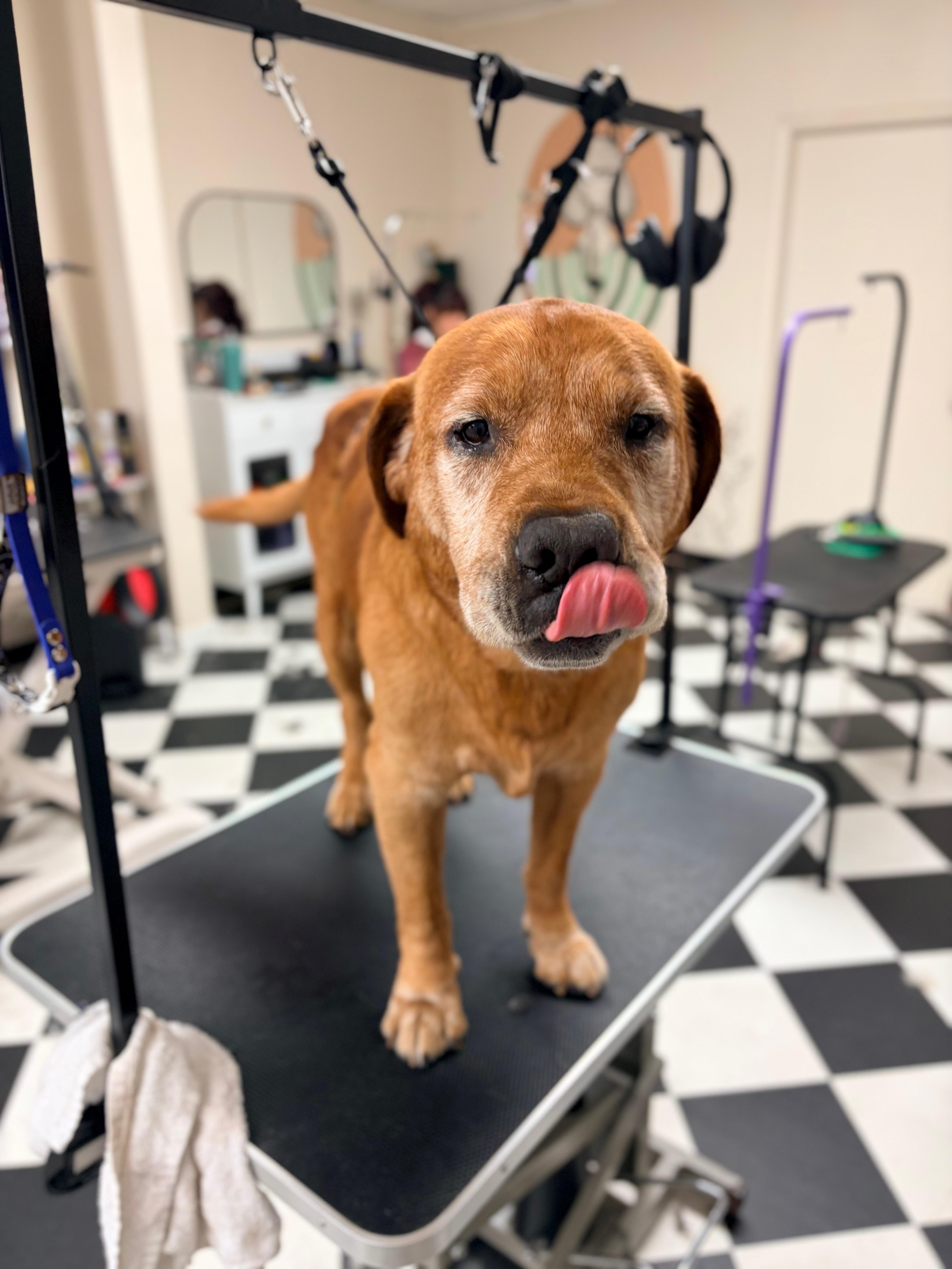 Enlarge Mr. Pooh, a Adoptable mixed breed in Oakland, CA image 5/5