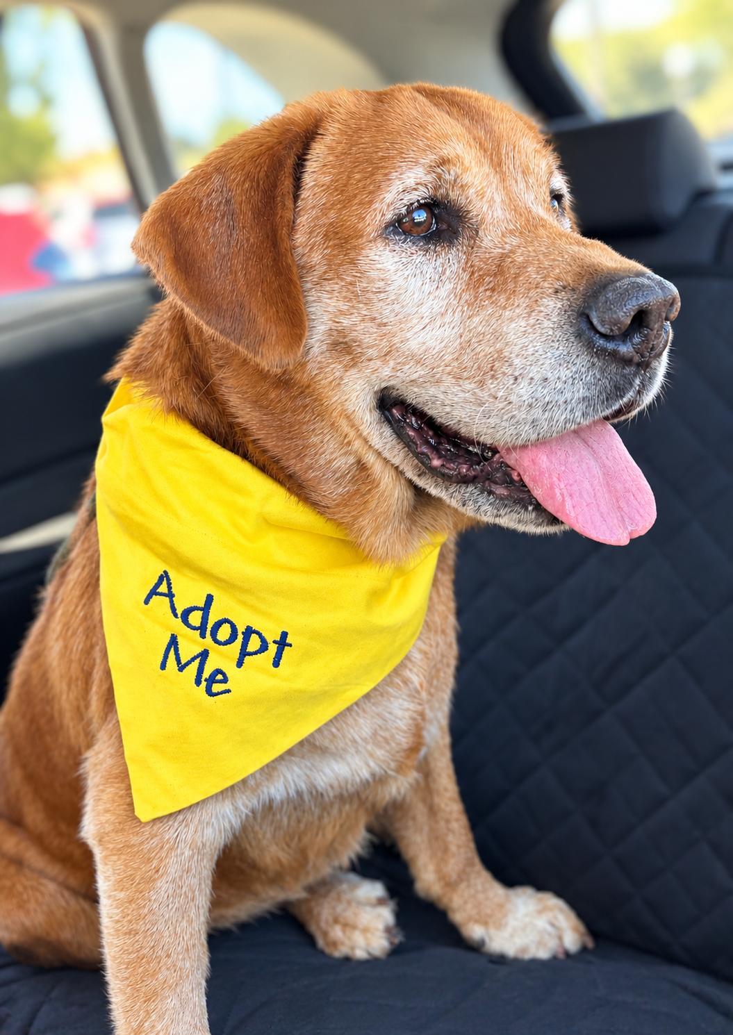 Enlarge Mr. Pooh, a Adoptable mixed breed in Oakland, CA image 2/5