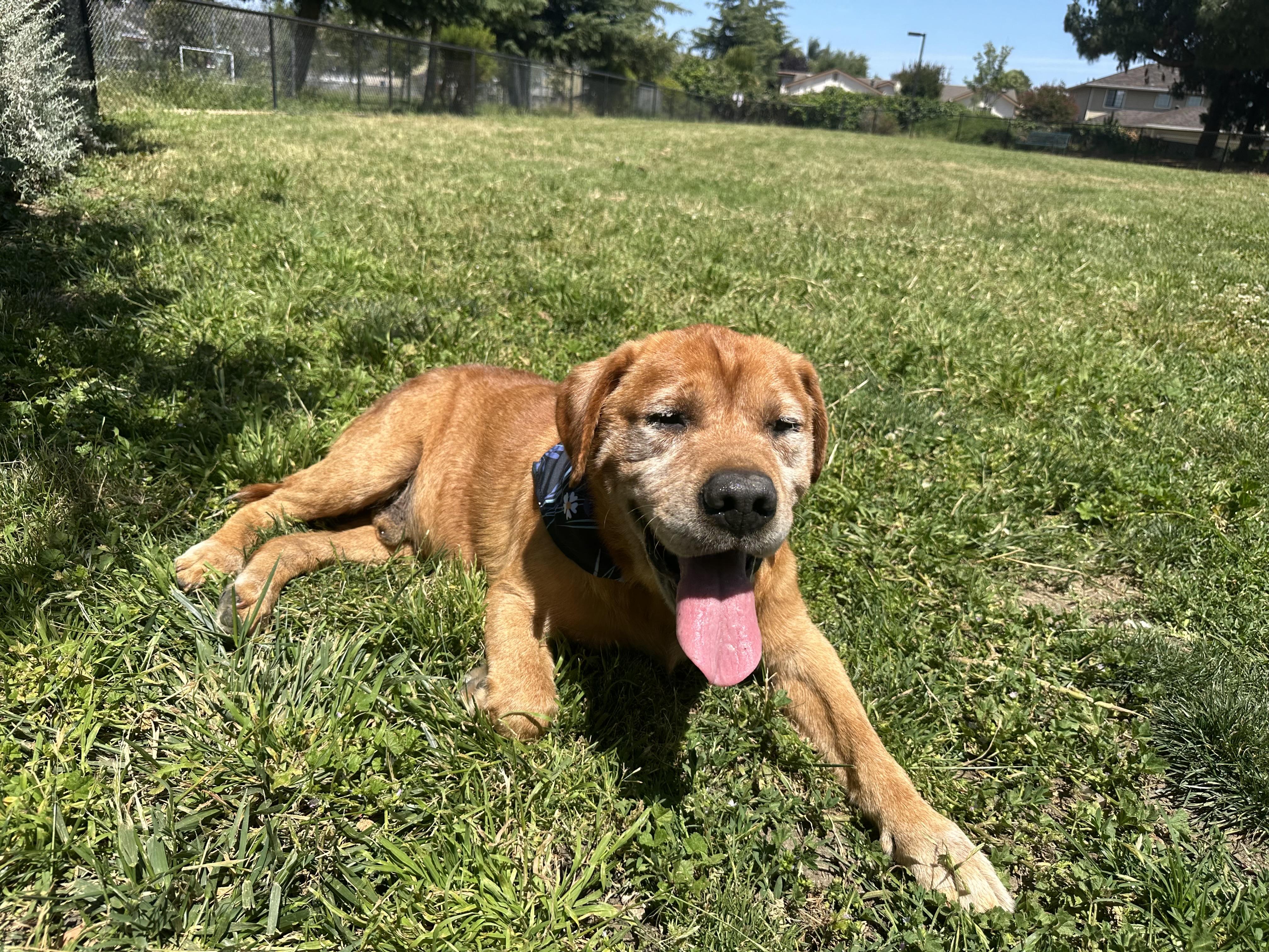 Enlarge Mr. Pooh, a Adoptable mixed breed in Oakland, CA image 4/5