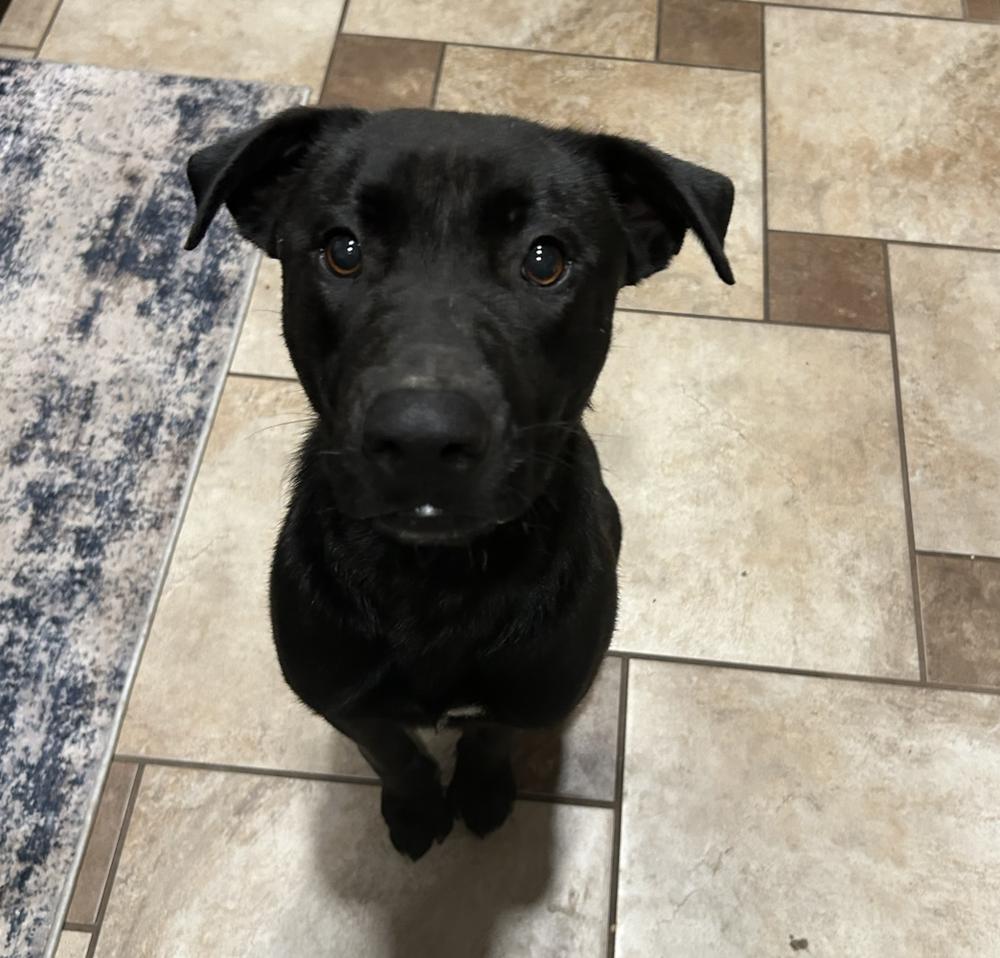 Enlarge Roanoke, a Adoptable mixed breed in Clovis, NM image 1/5