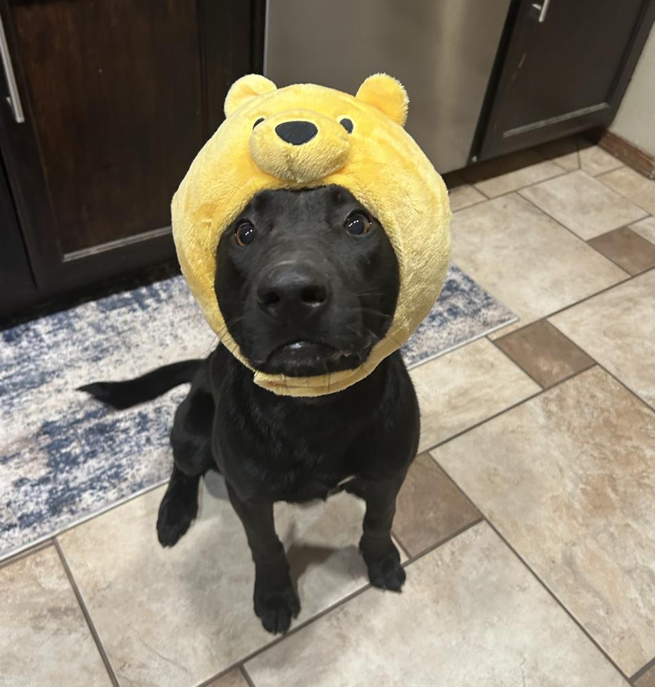 Enlarge Roanoke, a Adoptable mixed breed in Clovis, NM image 2/5