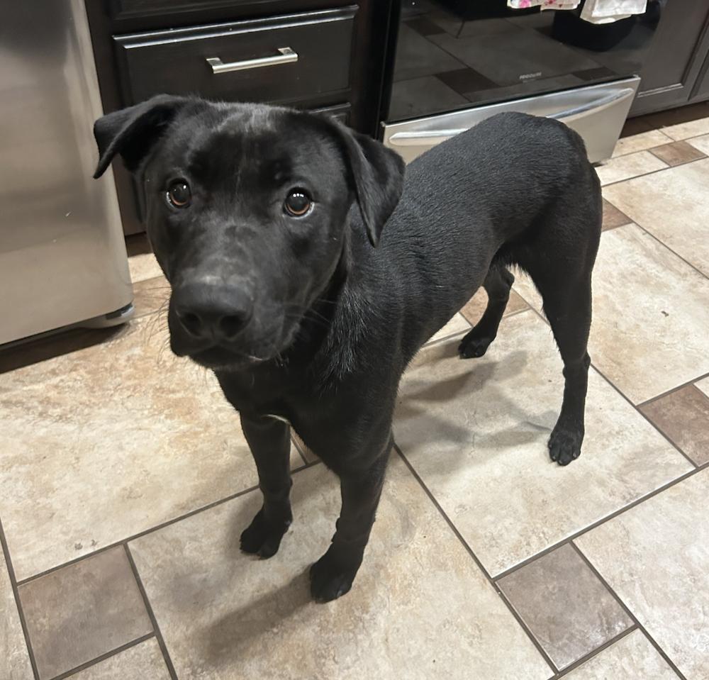 Enlarge Roanoke, a Adoptable mixed breed in Clovis, NM image 3/5