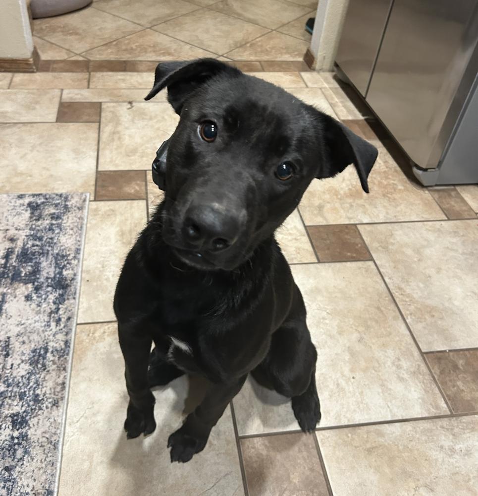 Enlarge Roanoke, a Adoptable mixed breed in Clovis, NM image 4/5