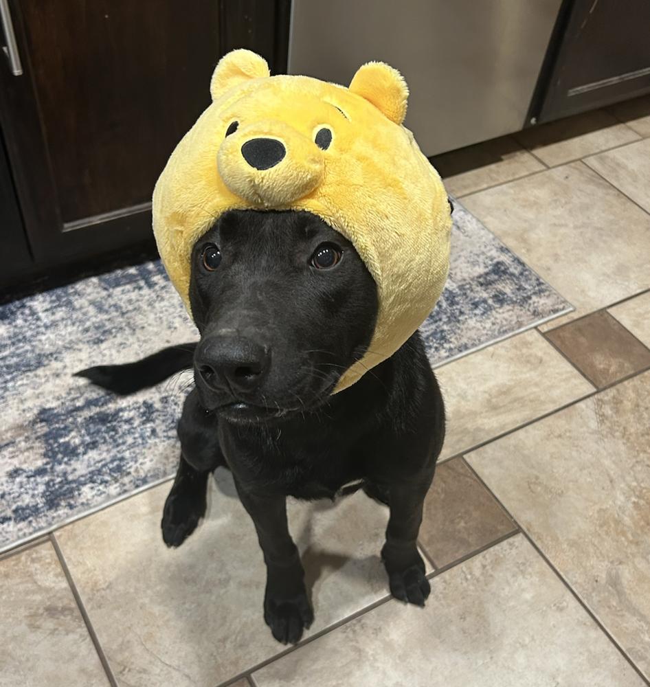 Enlarge Roanoke, a Adoptable mixed breed in Clovis, NM image 5/5