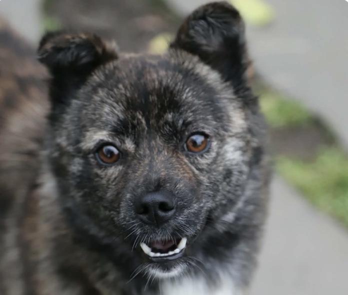 Enlarge Marble, a ADOPTABLE mixed breed in San Francisco, CA image 1/1