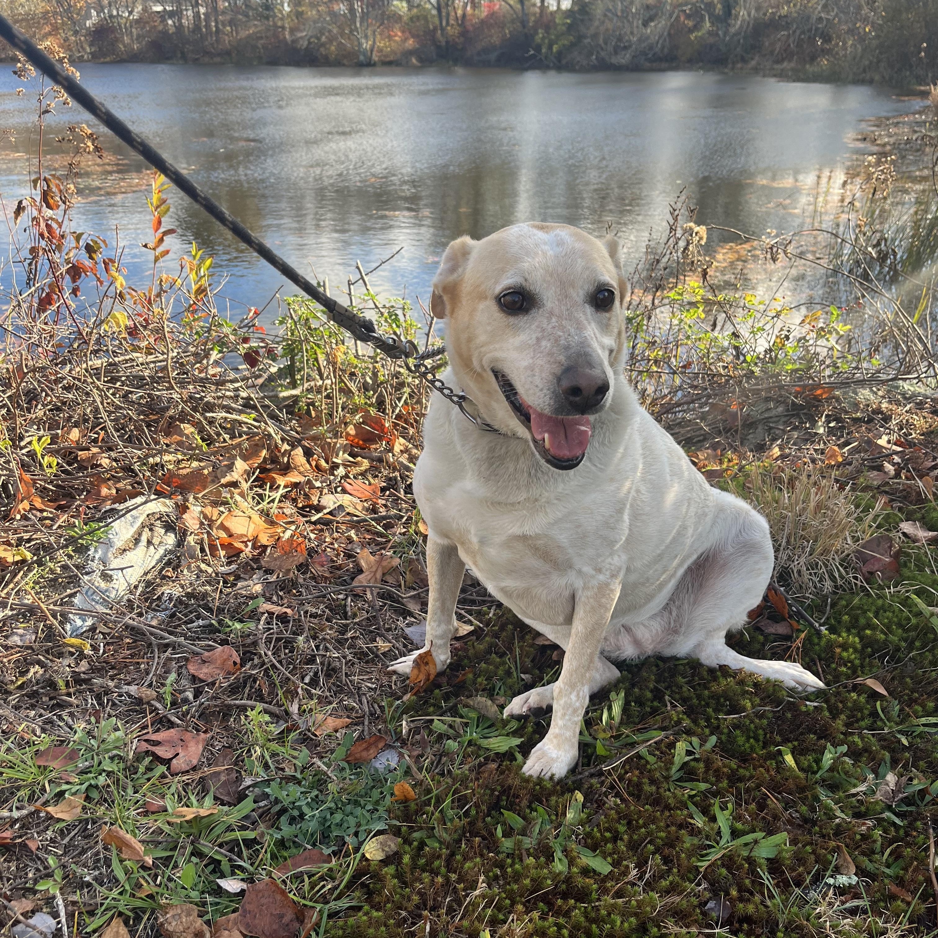 Enlarge Dixianna, a Adoptable mixed breed in Warwick, RI image 1/6