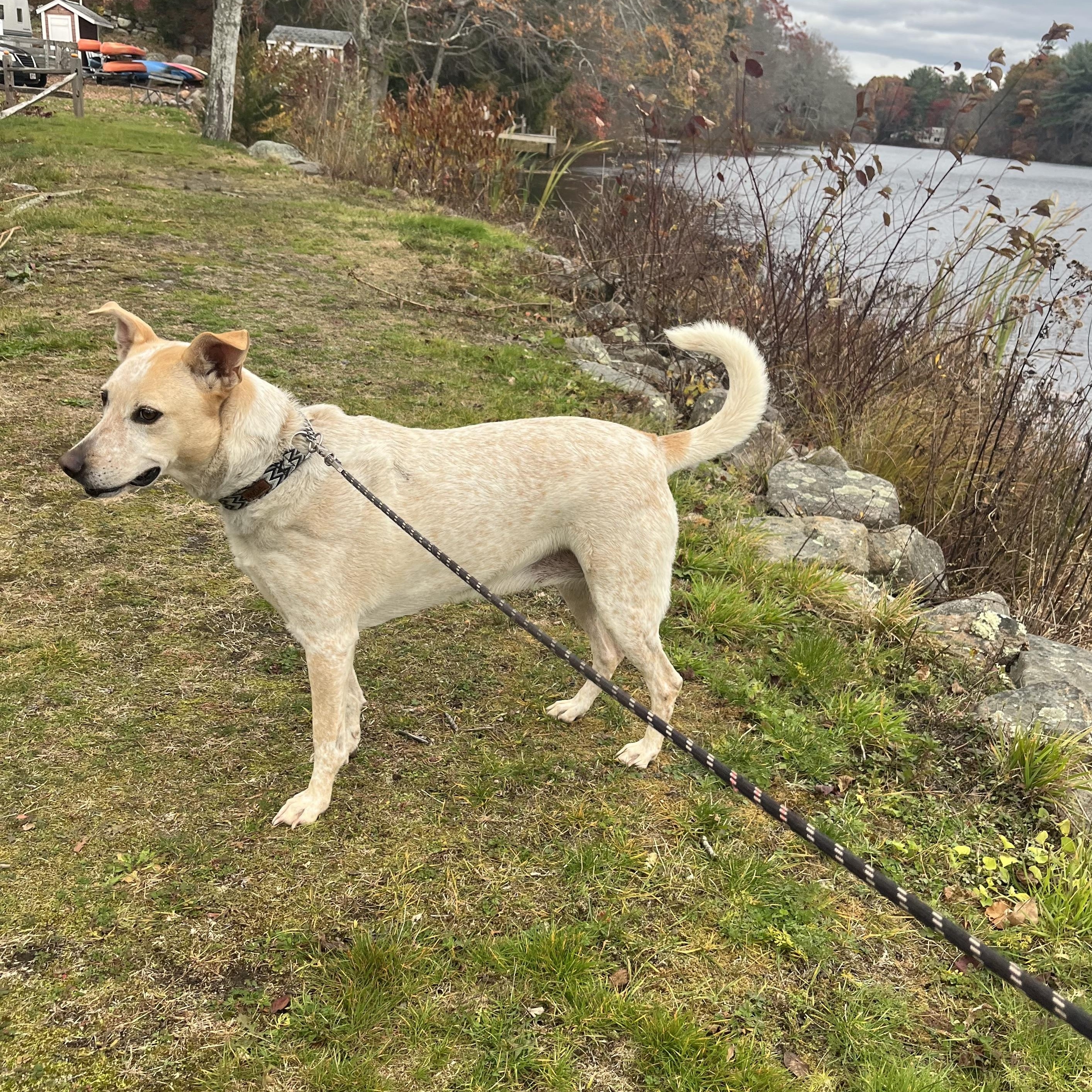 Enlarge Dixianna, a Adoptable mixed breed in Warwick, RI image 4/6