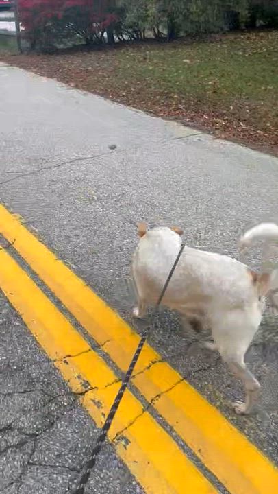 Enlarge Dixianna, a Adoptable mixed breed in Warwick, RI video 3/6