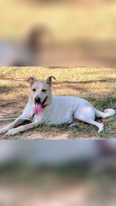 Enlarge Dixianna, a Adoptable mixed breed in Warwick, RI video 1/6