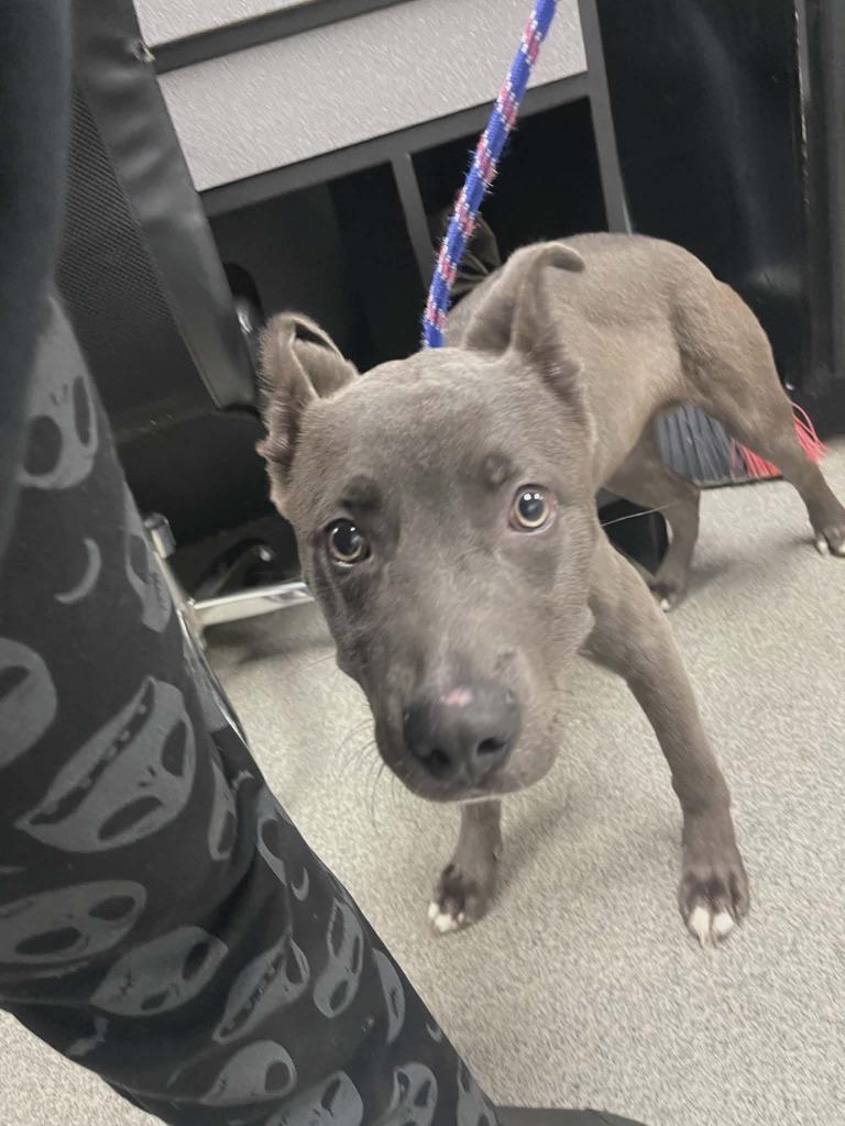 Grey, a Adoptable mixed breed in Fremont, OH image 1/2
