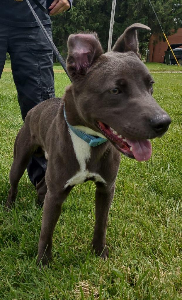 Grey, a Adoptable mixed breed in Fremont, OH image 2/2