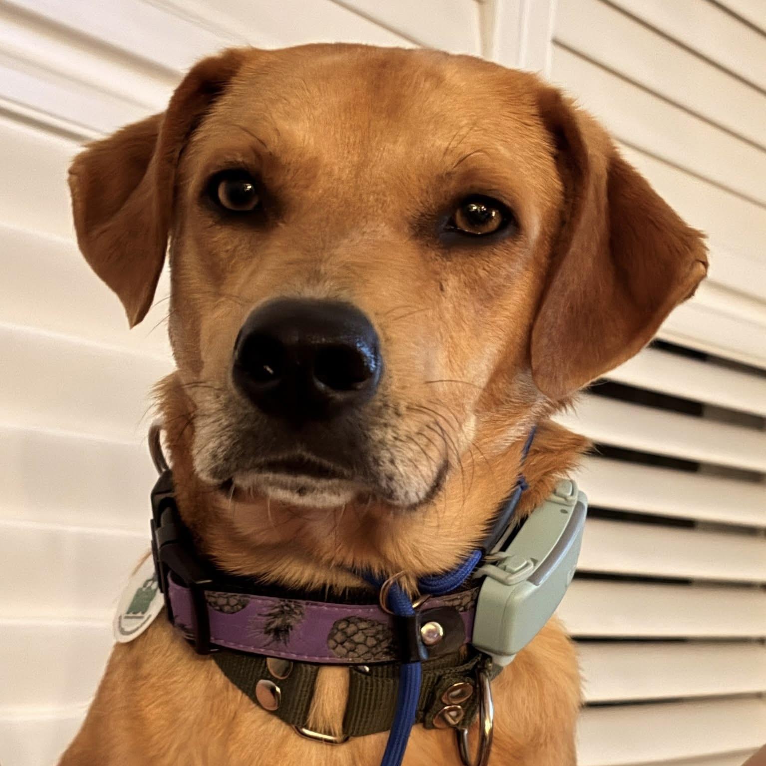 Enlarge Ander, a Adopted mixed breed in Oakville, ON image 2/6