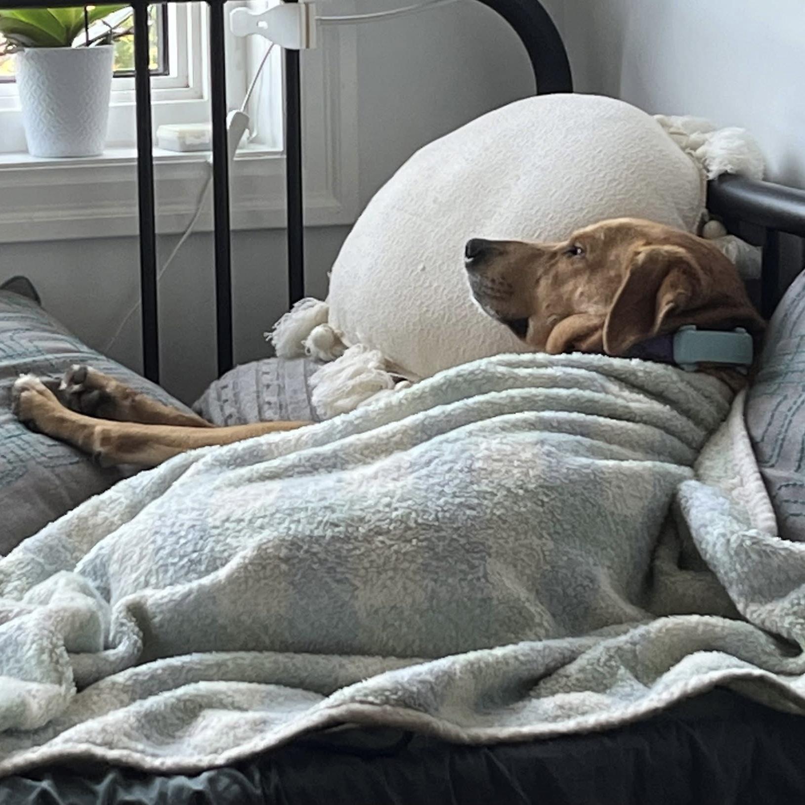 Enlarge Ander, a Adopted mixed breed in Oakville, ON image 3/6