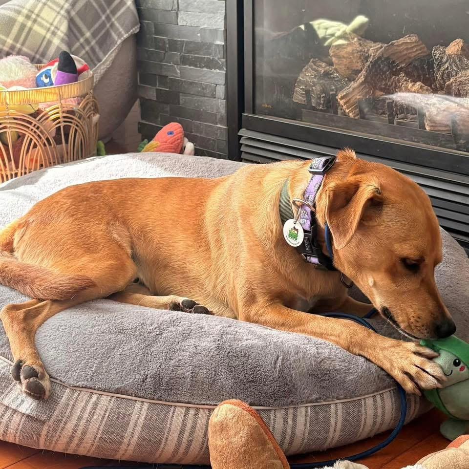 Enlarge Ander, a Adopted mixed breed in Oakville, ON image 4/6