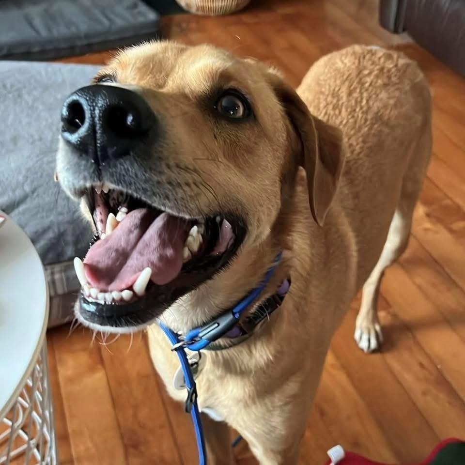 Enlarge Ander, a Adopted mixed breed in Oakville, ON image 5/6