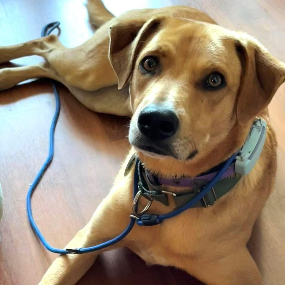 Enlarge Ander, a Adopted mixed breed in Oakville, ON image 1/6