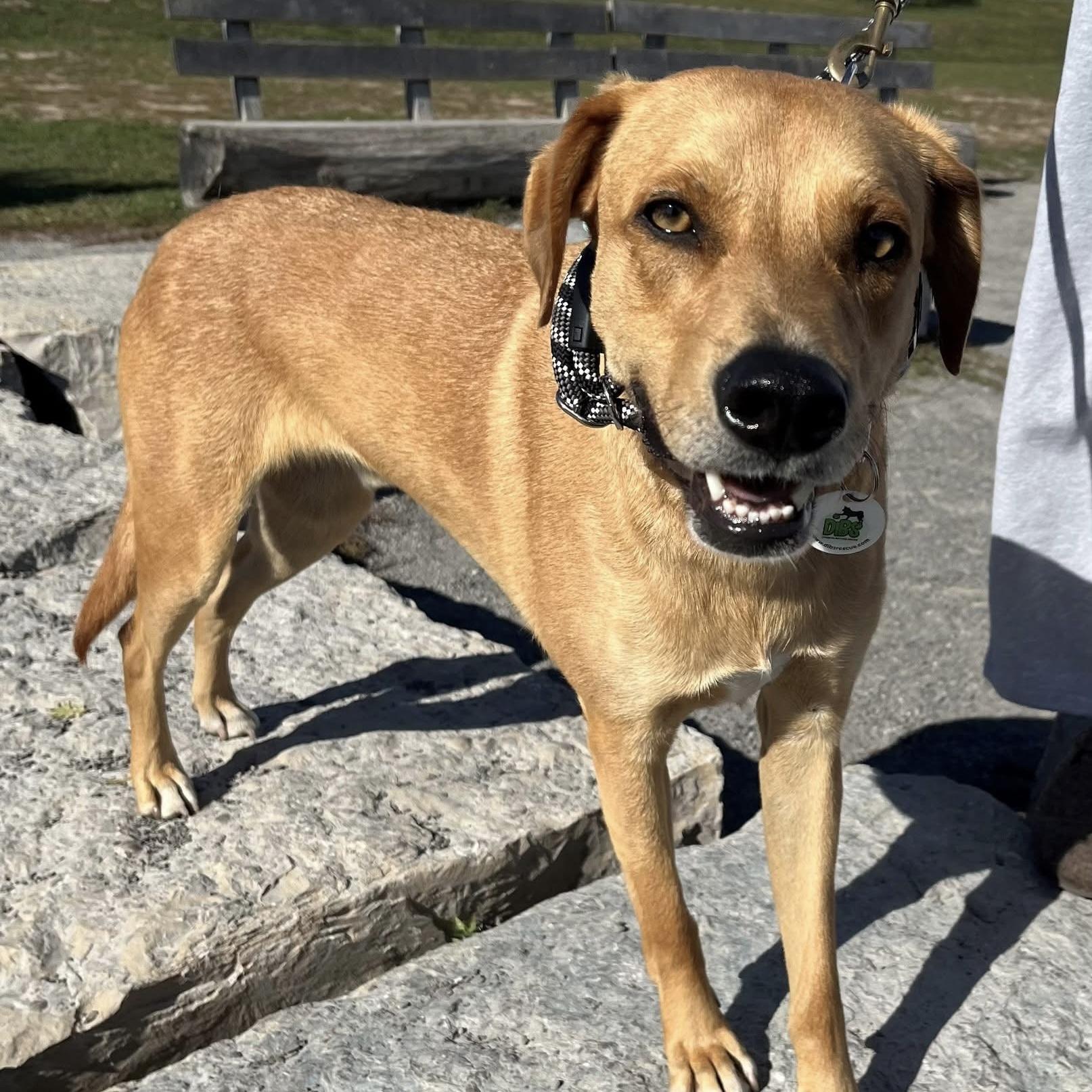 Enlarge Ander, a Adopted mixed breed in Oakville, ON image 6/6