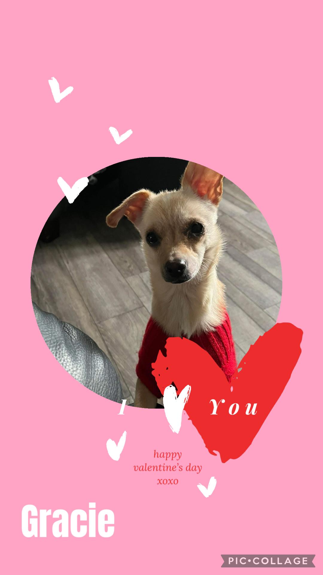 Gracie , an adopted mixed breed in Eugene, OR image 1/2