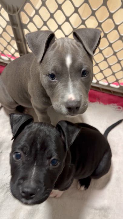 Enlarge Gracie , an adopted mixed breed in Eugene, OR video 2/2