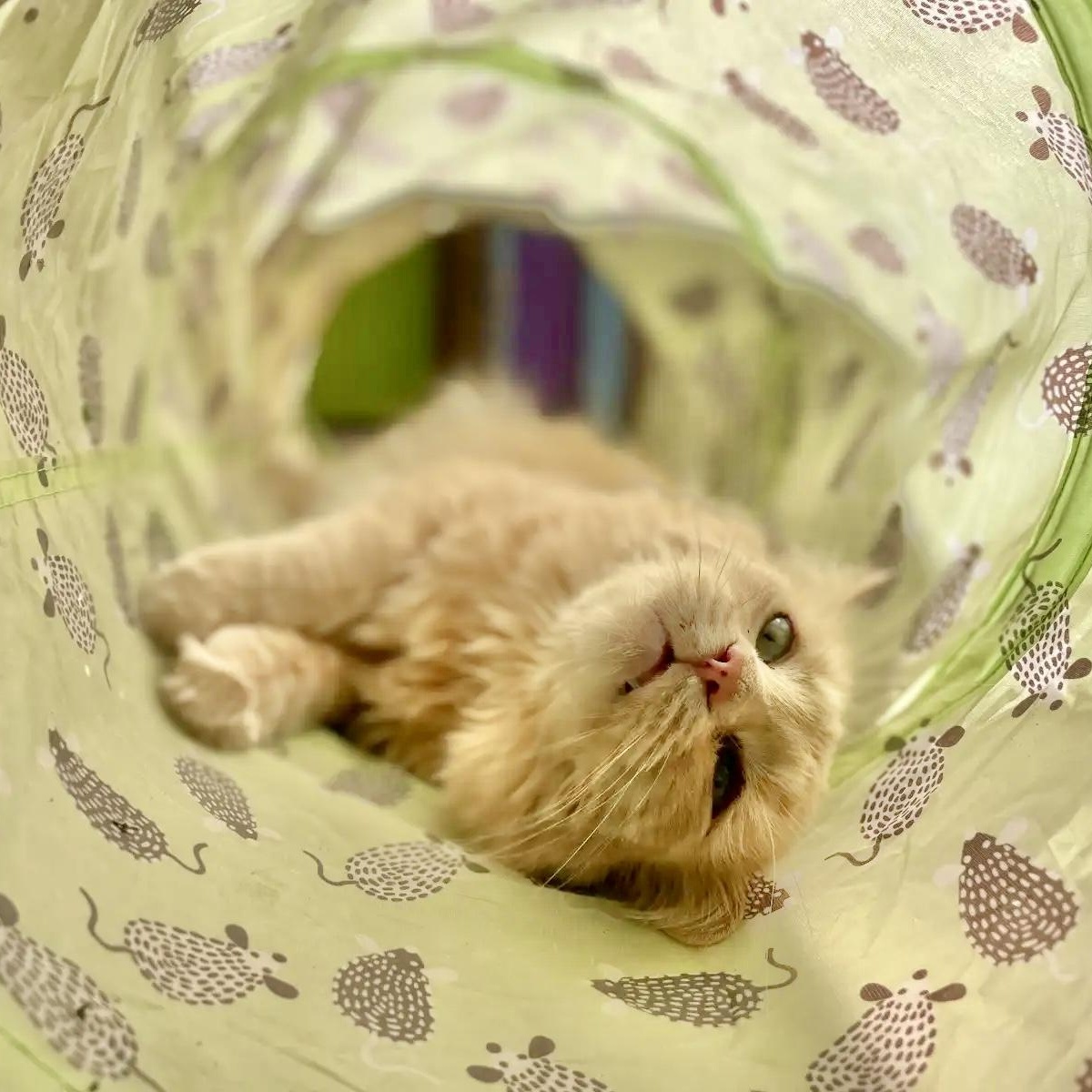 Shamus, an adoptable Persian, Domestic Long Hair in Williamsburg, NM, 87942 | Photo Image 8