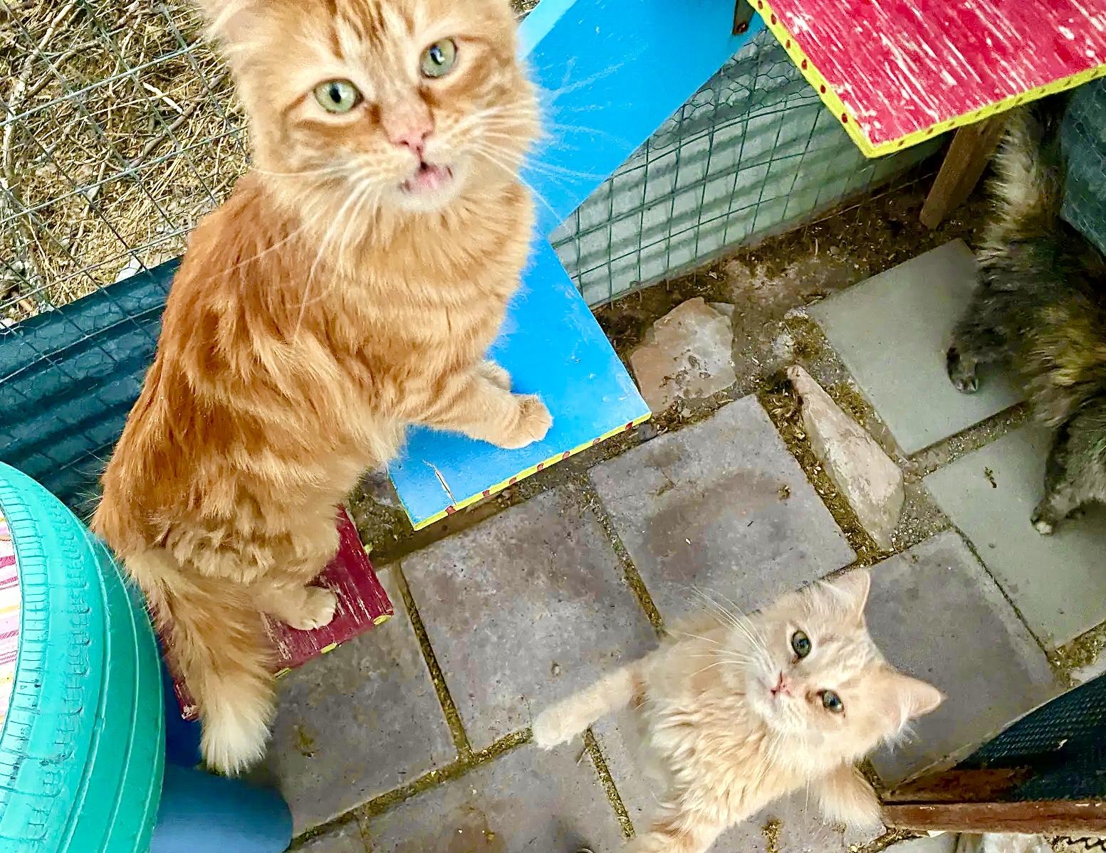 Shamus, an adoptable Persian, Domestic Long Hair in Williamsburg, NM, 87942 | Photo Image 5