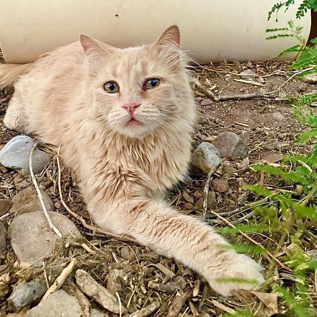 Shamus, an adoptable Persian, Domestic Long Hair in Williamsburg, NM, 87942 | Photo Image 1