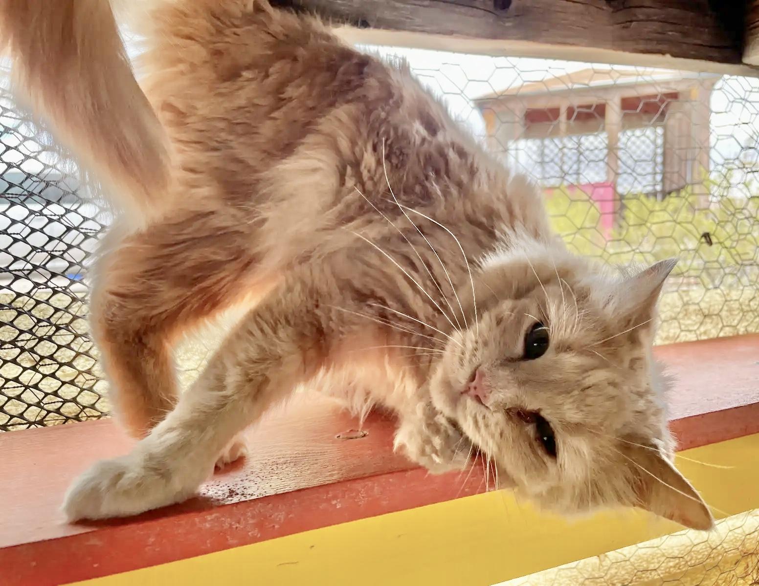 Shamus, an adoptable Persian, Domestic Long Hair in Williamsburg, NM, 87942 | Photo Image 3