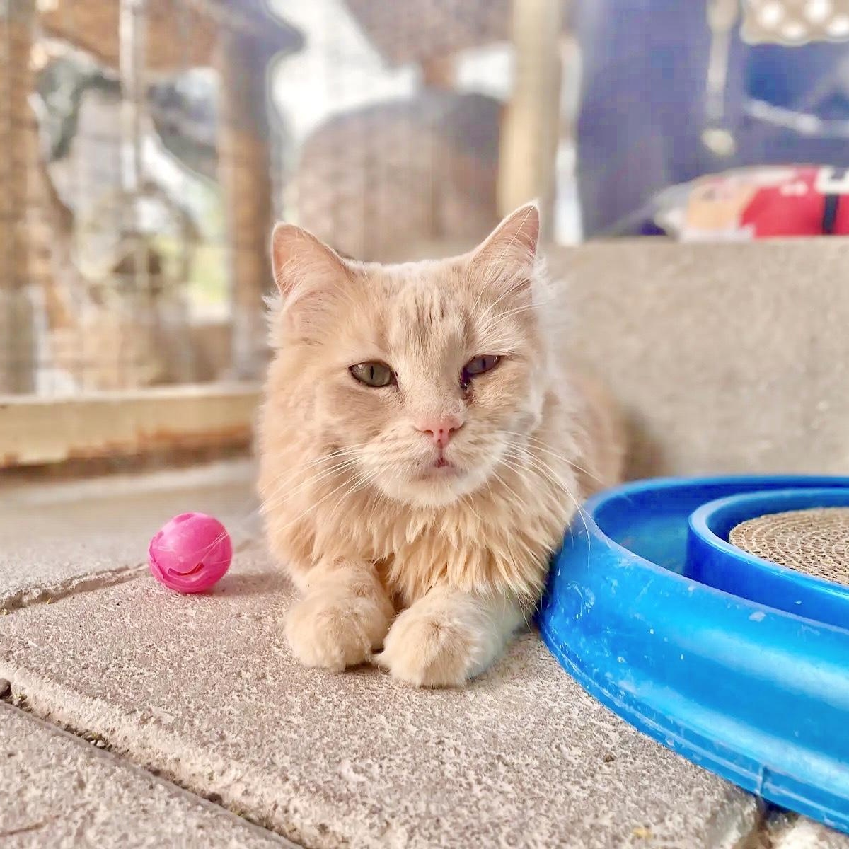 Shamus, an adoptable Persian, Domestic Long Hair in Williamsburg, NM, 87942 | Photo Image 7