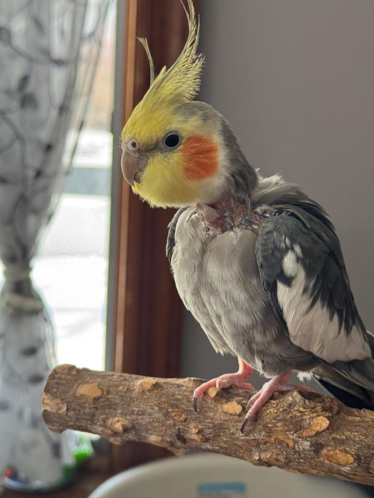 Enlarge Peeko, a Adoptable Cockatiel in Belford, NJ image 1/3
