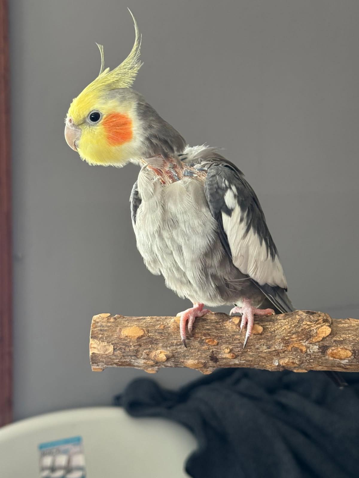 Enlarge Peeko, a Adoptable Cockatiel in Belford, NJ image 3/3