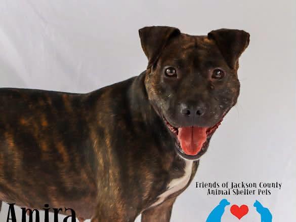 Enlarge Amira, a ADOPTABLE Patterdale Terrier / Fell Terrier in Ocean Springs, MS image 3/5
